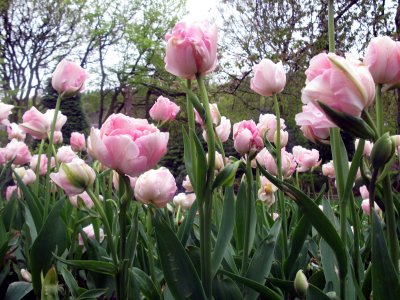 Pink Tulips in the park, Uppermill