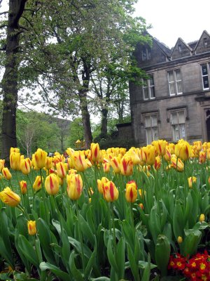 Yellow tulips in the park, uppermill