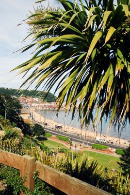 Palm Tree and seafront at Scarborough