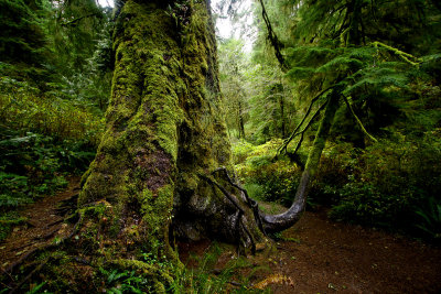 giant spruce-Oregon