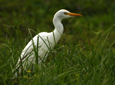 egret in grass