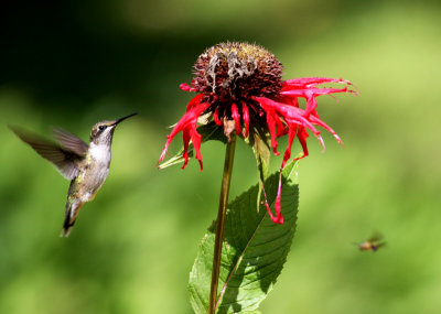 ruby-throated hummingbird