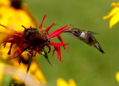 ruby-throated hummingbird