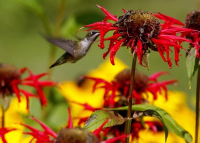 bee balm and hummingbird