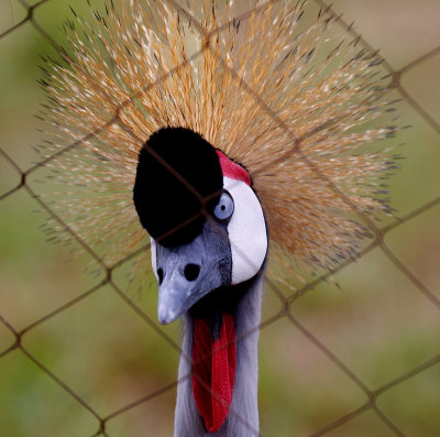 grey-crowned crane