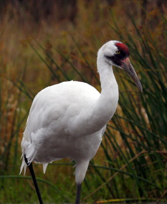 whooping crane
