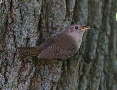 house wren