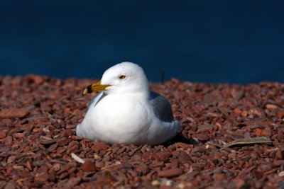 sea gull on Lake Superior