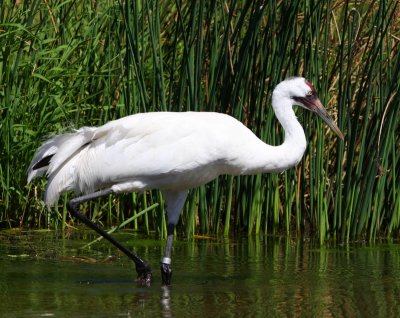 whooping crane