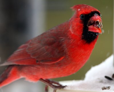 cardinal at feeder