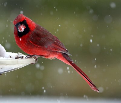 cardinal at feeder 2