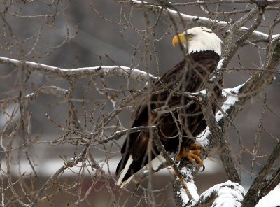 bald eagle