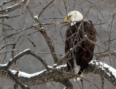 bald eagle 2