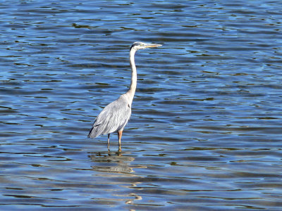 Heron at Puddingstone Lake 2009-08-05
