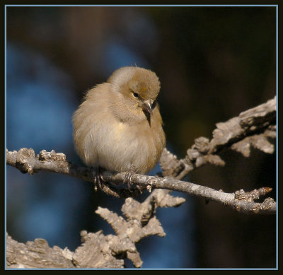 American Goldfinch Bundled up for the Cold