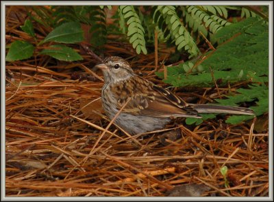 Juvie  Chipping Sparrow