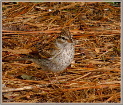 Juvie Chipping Sparrow