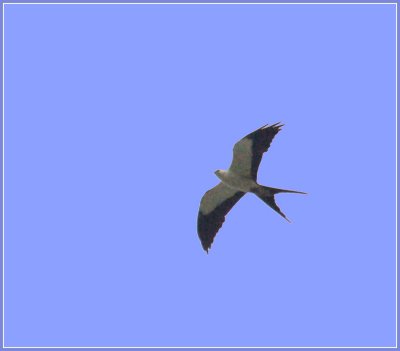 072609 Swallow-tailed Kite