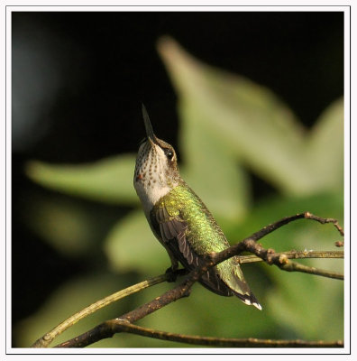 Juvie Male Ruby-throated Hummingbird