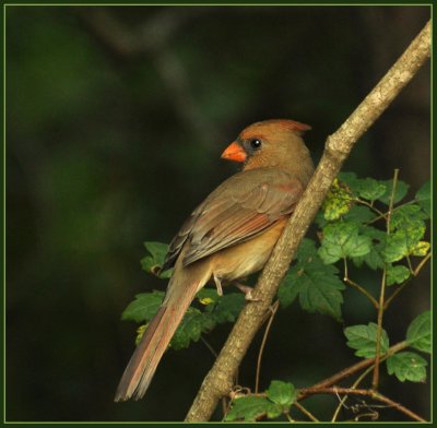 Female Northern Cardinal Missing a Foot
