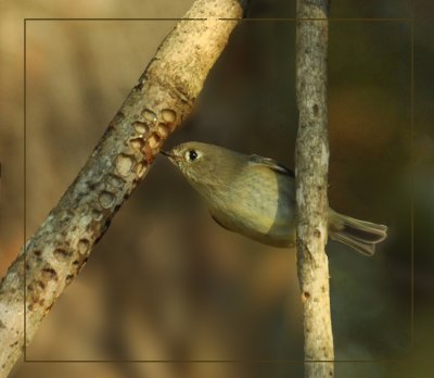 120310  Ruby-crowned Kinglet a/k/a, Sap-sipper