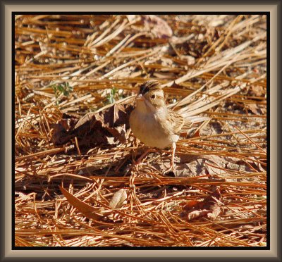 020208 Clay-colored Sparrow