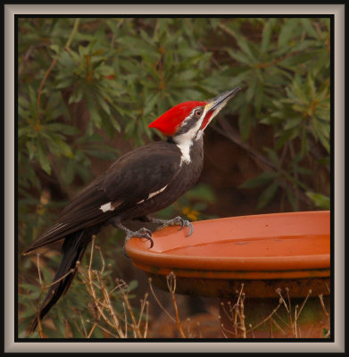 020608 Pileated