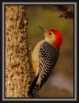   Male Red-bellied Woodpecker