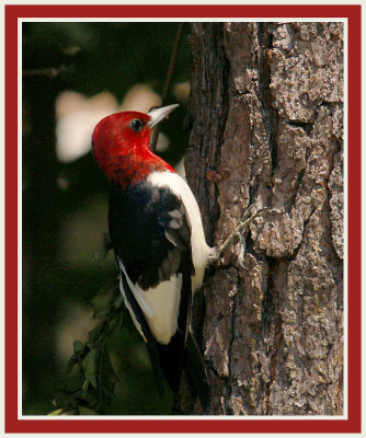 051708 Red-headed Woodpecker