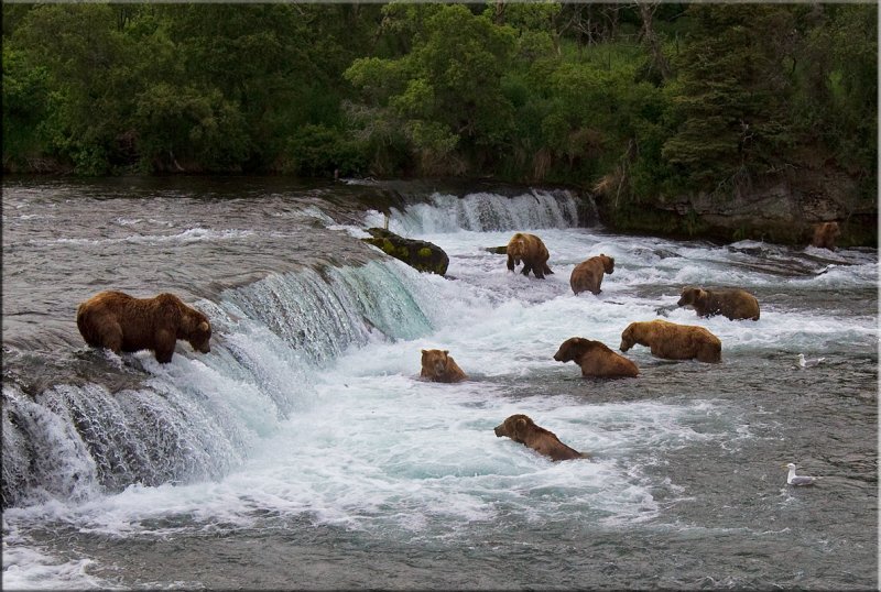 bears.jpg