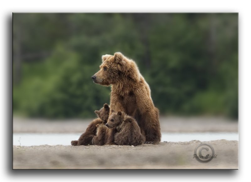 Alaska Brown Bear Family.jpg