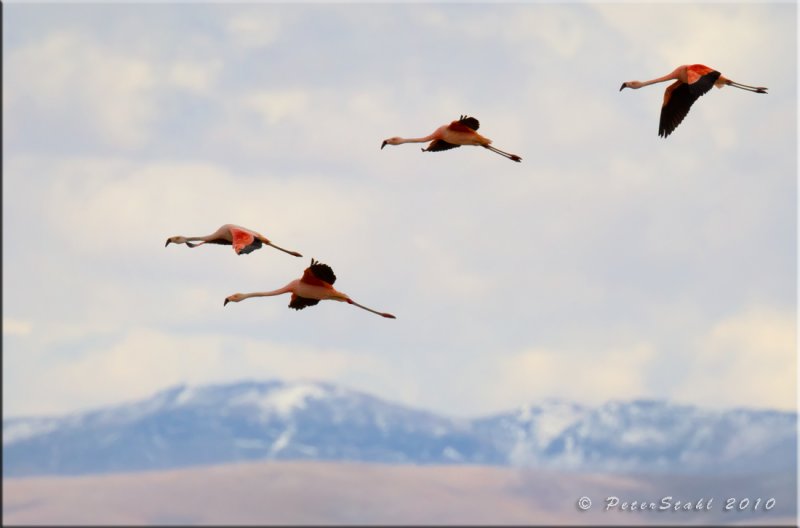 Chilean Flamingoes flying over the Andes.jpg