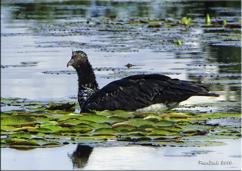 Horned Screamer.jpg