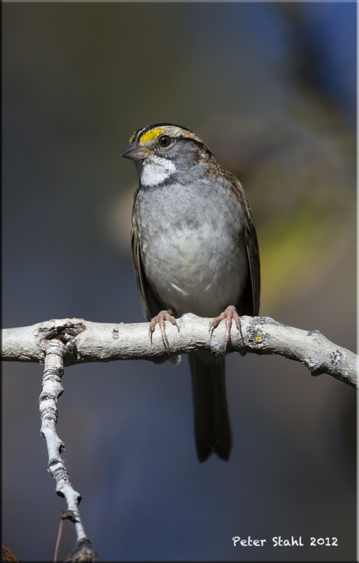 White throated Sparrow.jpg