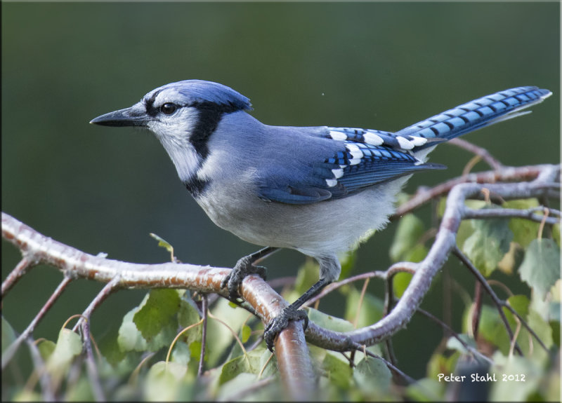 Bluejay.jpg