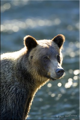 grizzly portrait .jpg