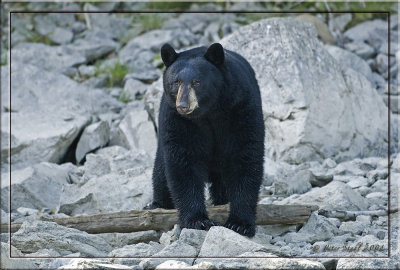 black bear on river bank.jpg