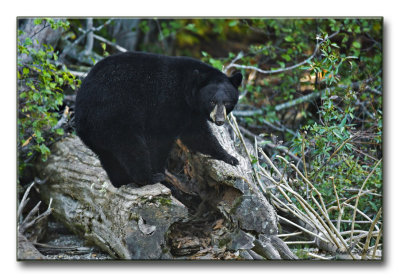 black bear 16x24.jpg