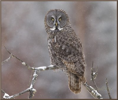 Great Grey owl in the falling snow .jpg