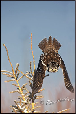 Hawk owl dive .jpg