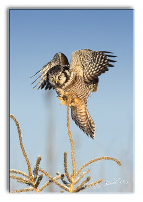 Northern Hawk owl .jpg