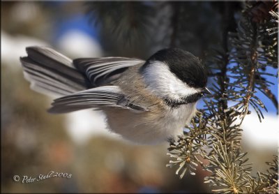 b.c. chickadee.jpg