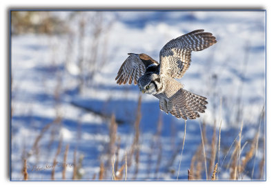 Hawk owl Hunting.jpg