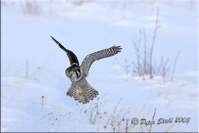 Northern Hawk Owl. Full frame