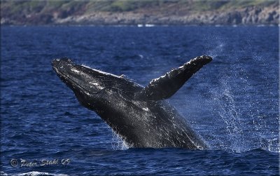 Whale starting to breach.jpg