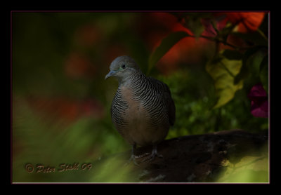 zebra dove.jpg