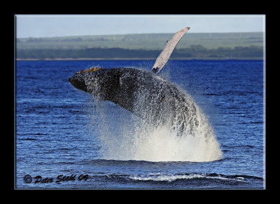 good whale.jpg
