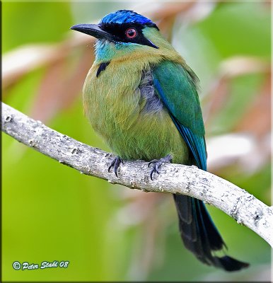 Costa Rican Colors