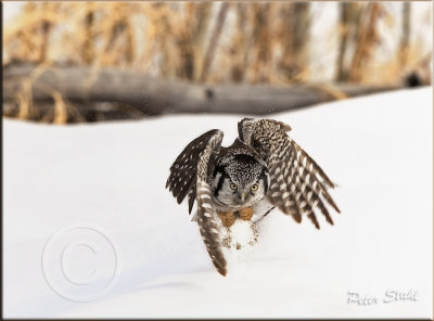 Hawk owl coming.jpg