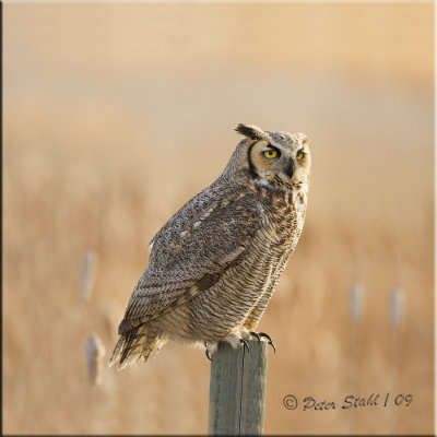 Great Horned owl-fence-post-k.jpg